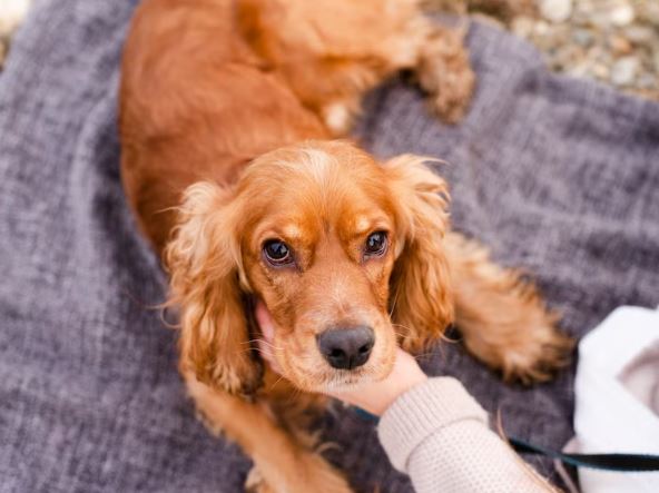What are the signs & symptoms of Skin Tags on Dogs?