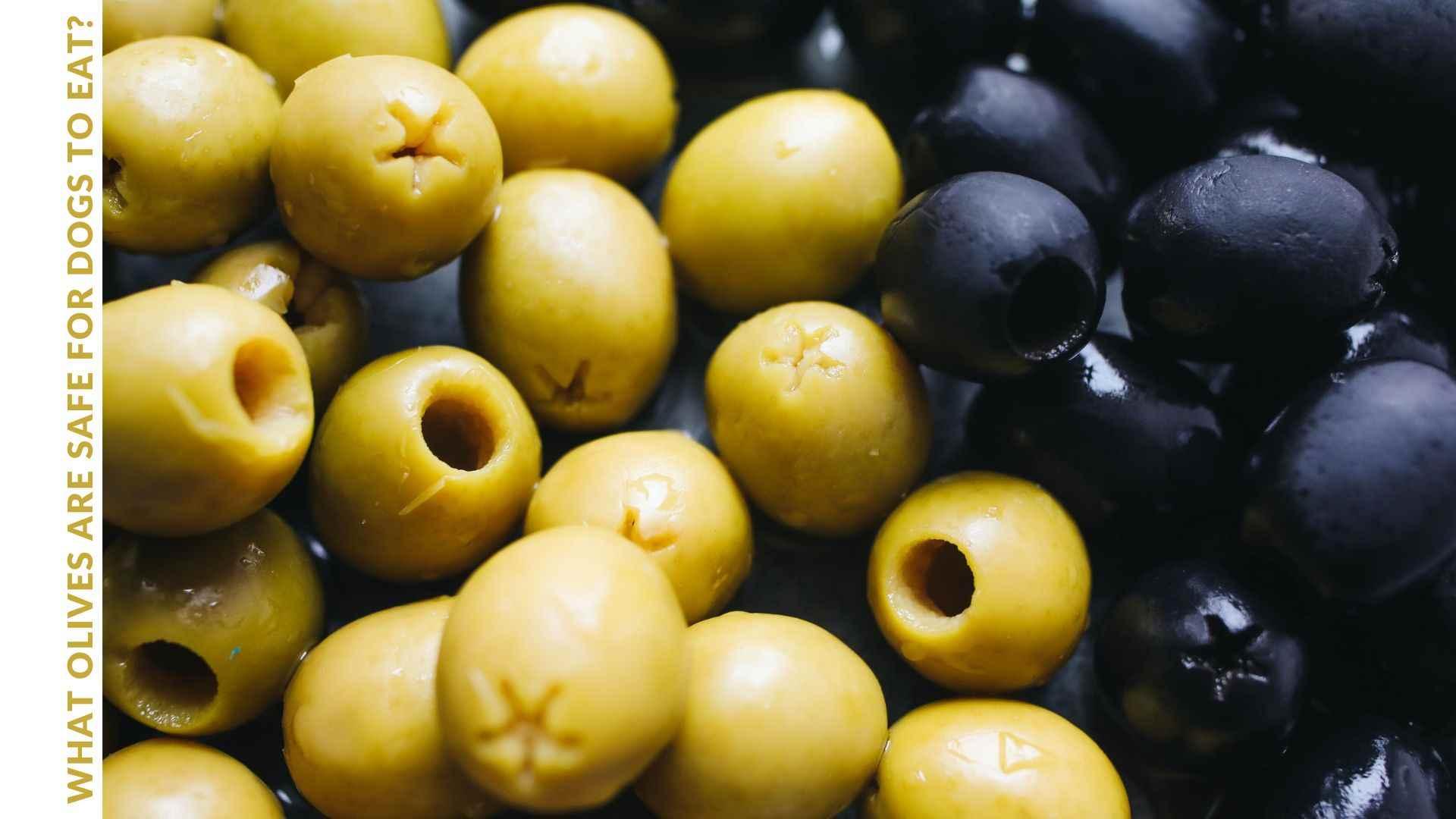 What olives are safe for dogs to eat?