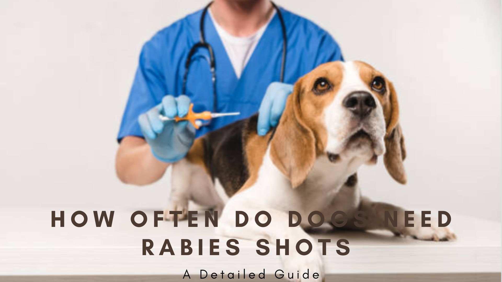 How often do dogs need rabies shots