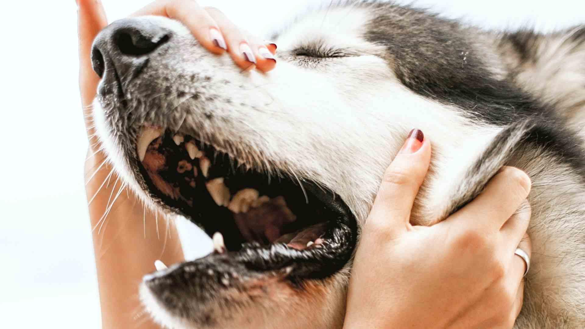 How often do dogs need rabies shots | A detailed guide