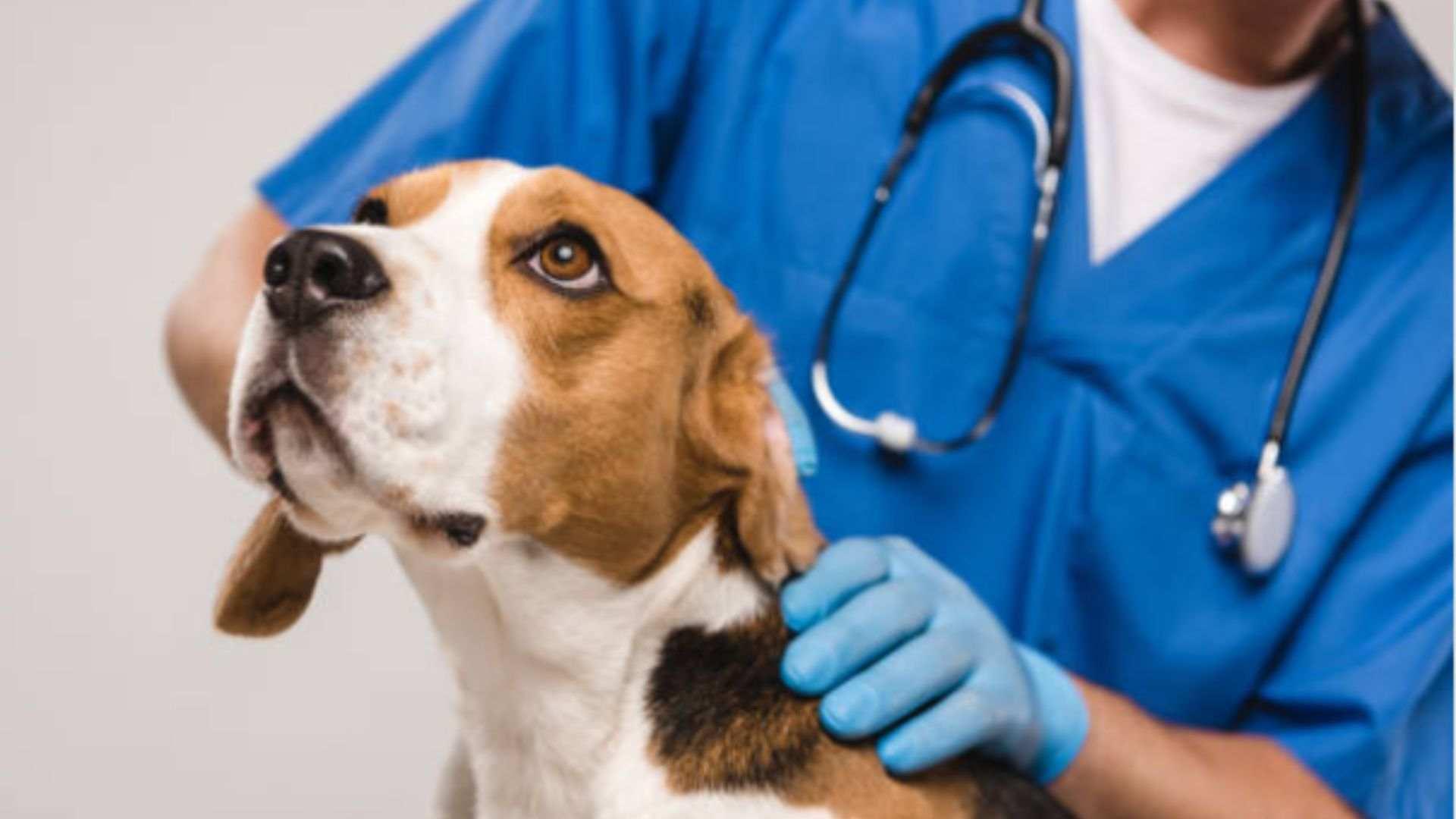 Why are rabies boosters required?
