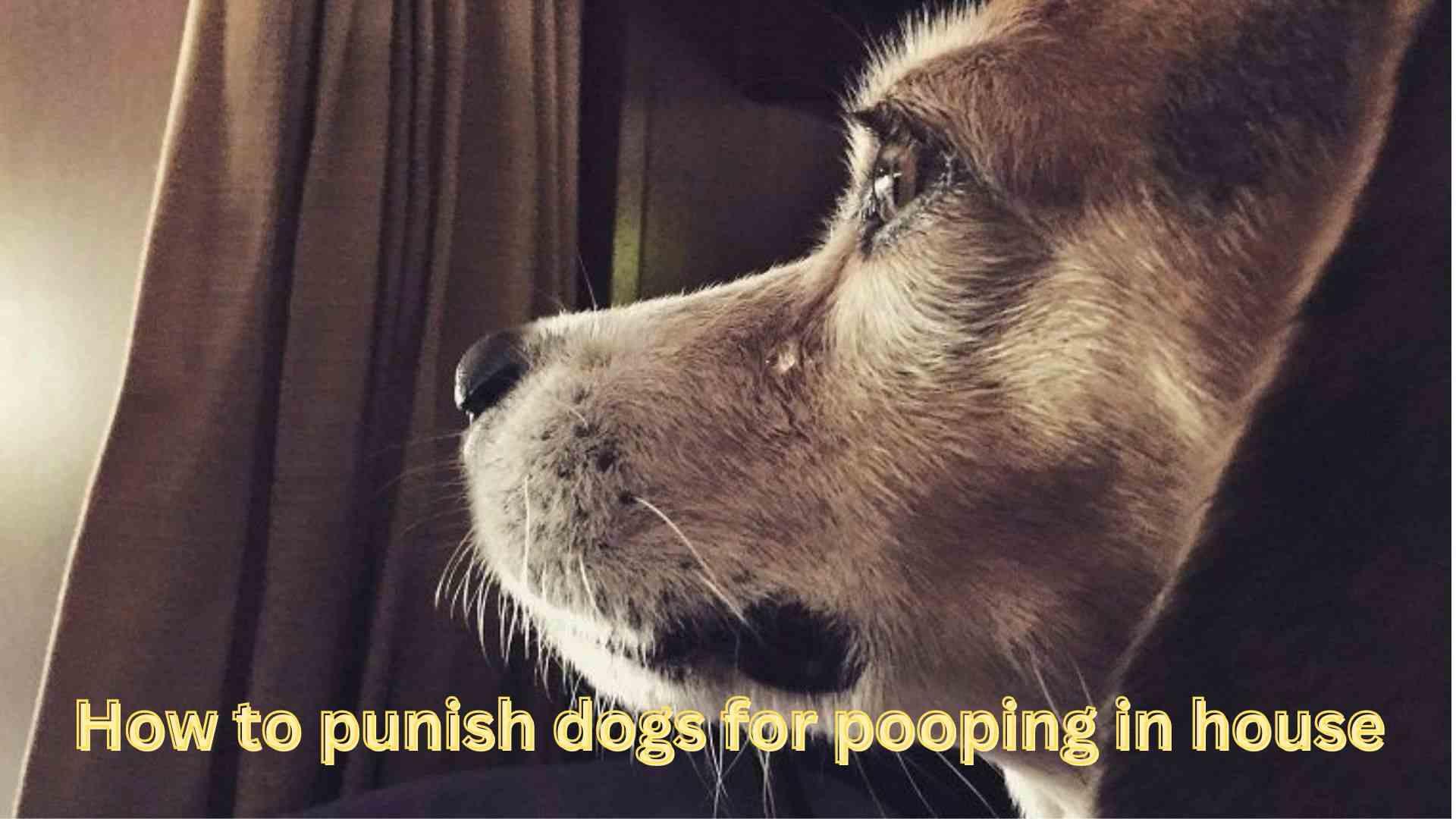 How to punish dogs for pooping in house