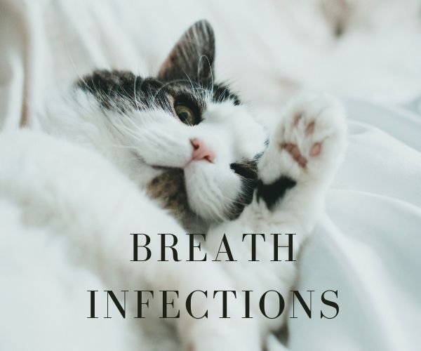 Breath Infections