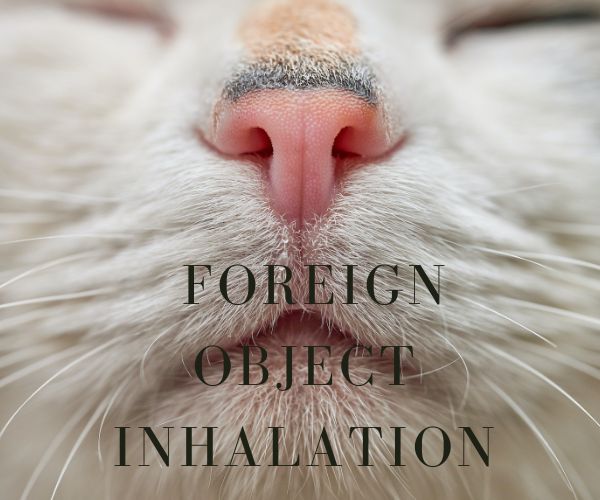 Foreign object inhalation