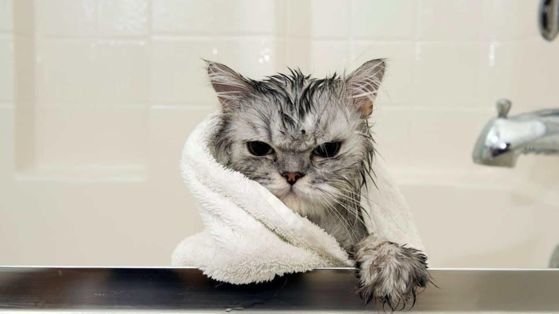 If you give often bath to your cats