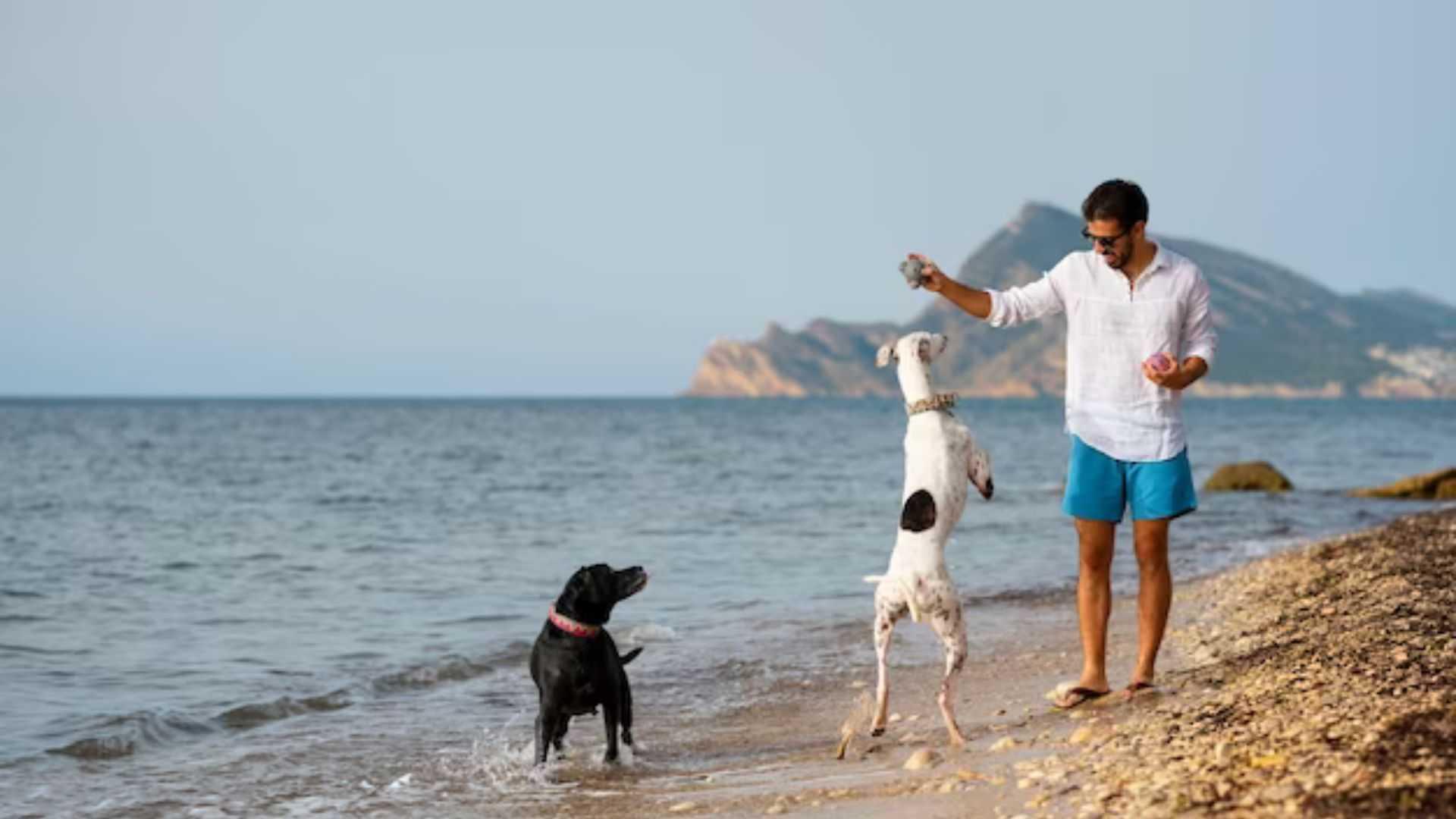 How to train your dog for beach outings